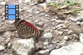 Scene 37e_Diaethria marchalii feeding on rock salt